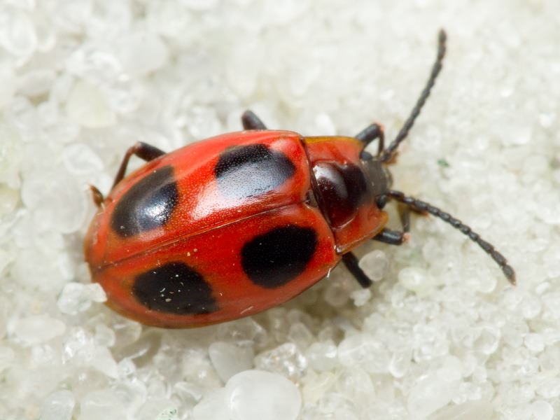 Endomychus coccineus (Linnaeus, 1758)